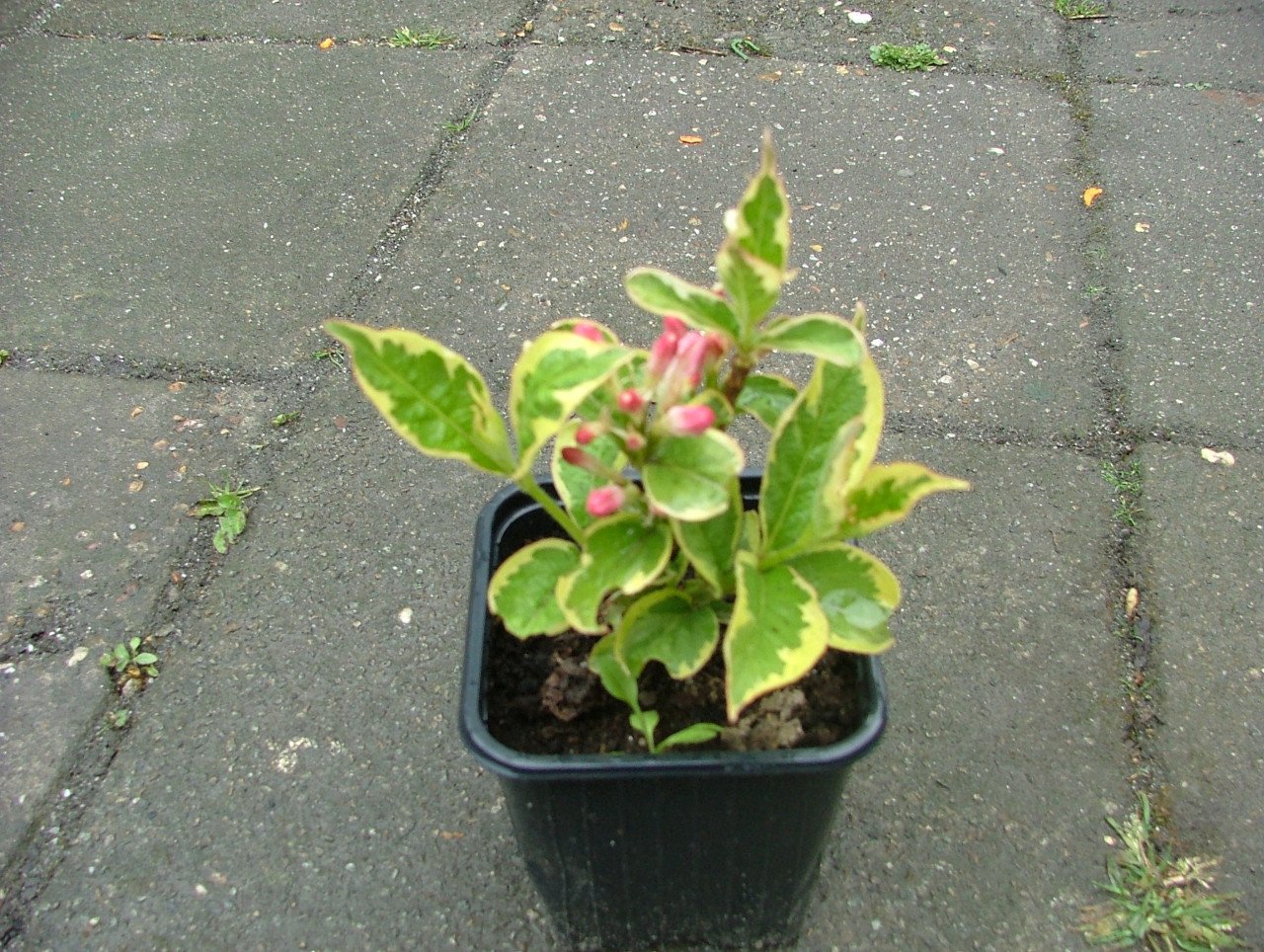 Weigela Florida