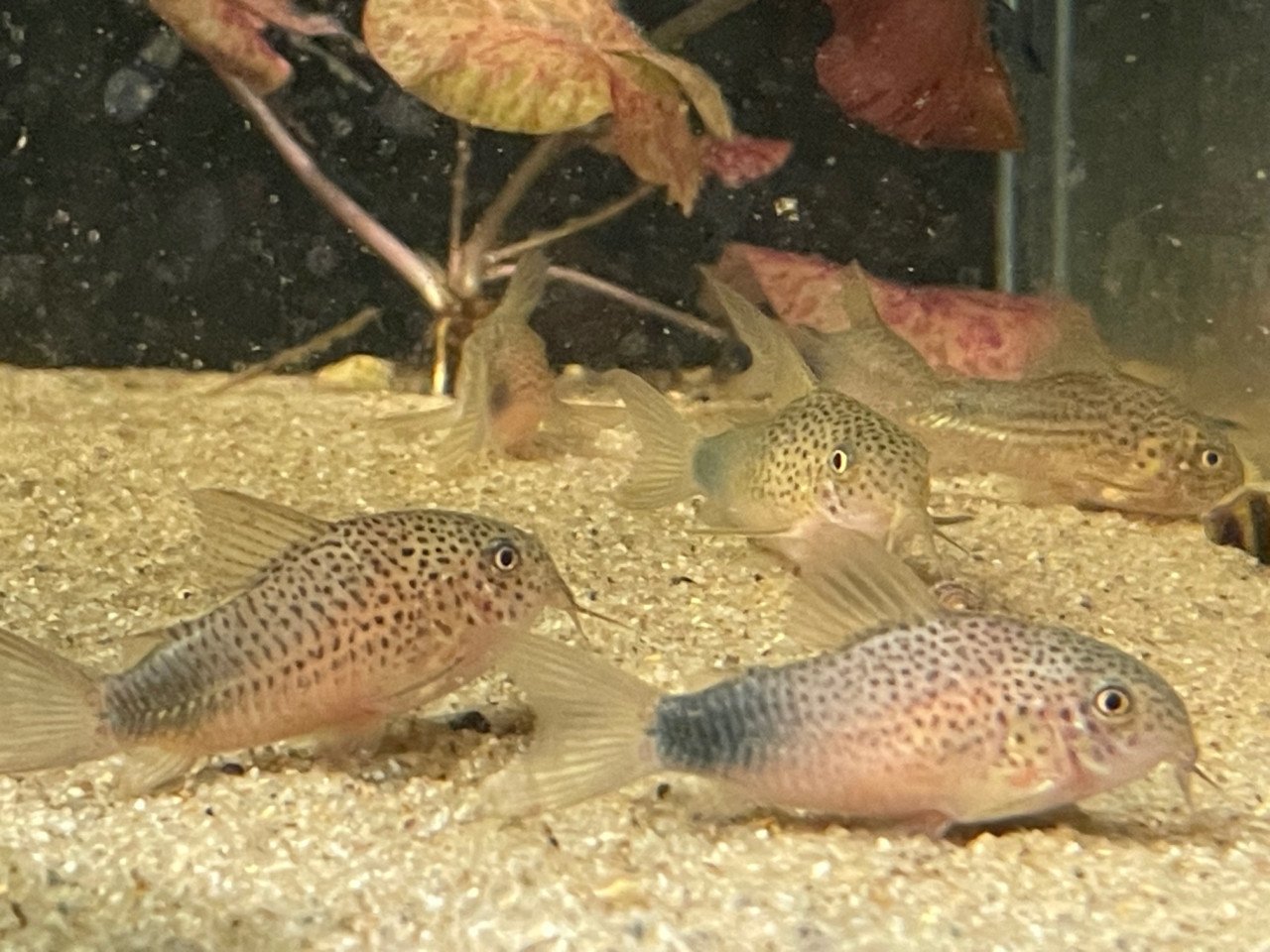 Hoplisoma (corydoras) Simile