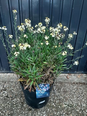Erysimum geel
