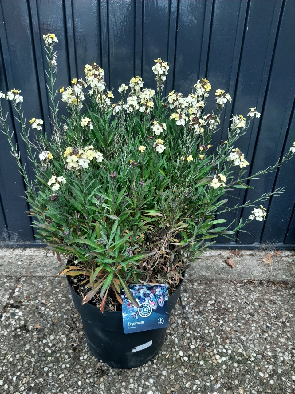 Erysimum geel