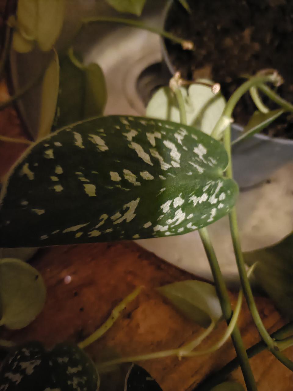 Scindapsus pictus hangplant