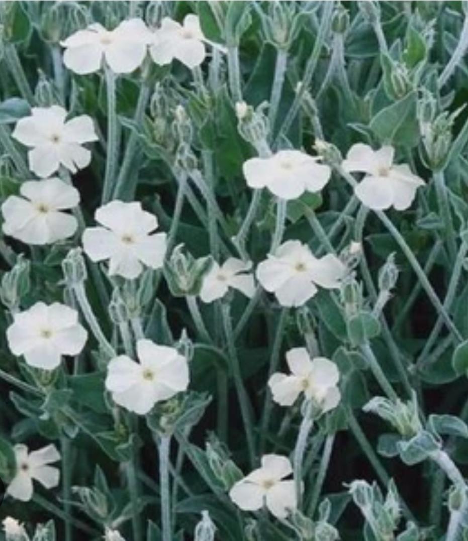 €0,75 per zakje Biologische Gekweekte Zaadjes