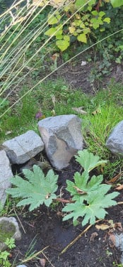 Gunnera Manicata