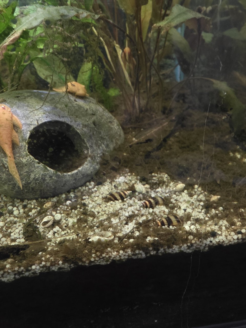 Aquarium