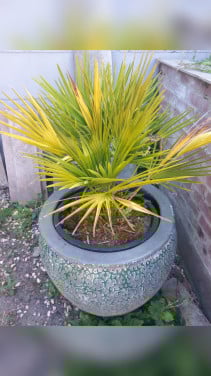 Palm inclusief grote pot