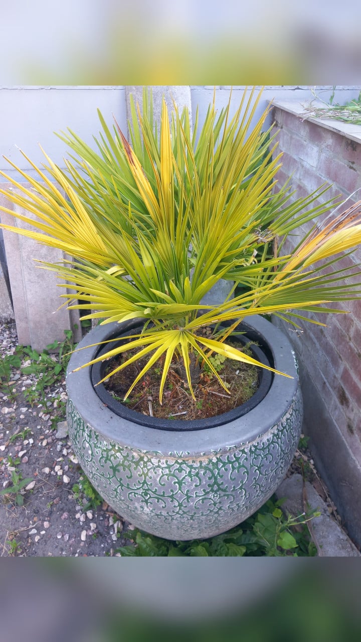 Palm inclusief grote pot