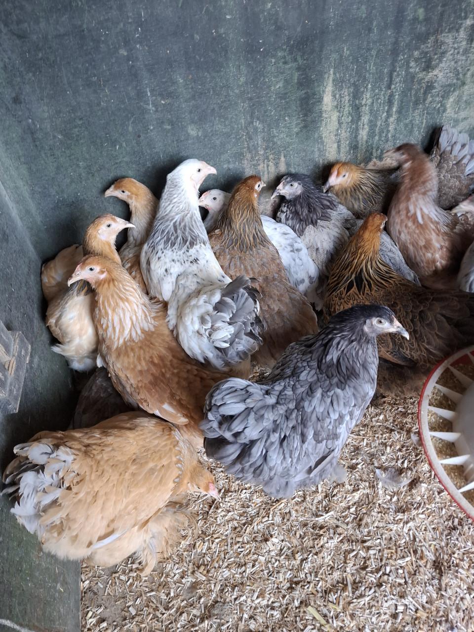 Brahma groot hennen, allerlei kleuren