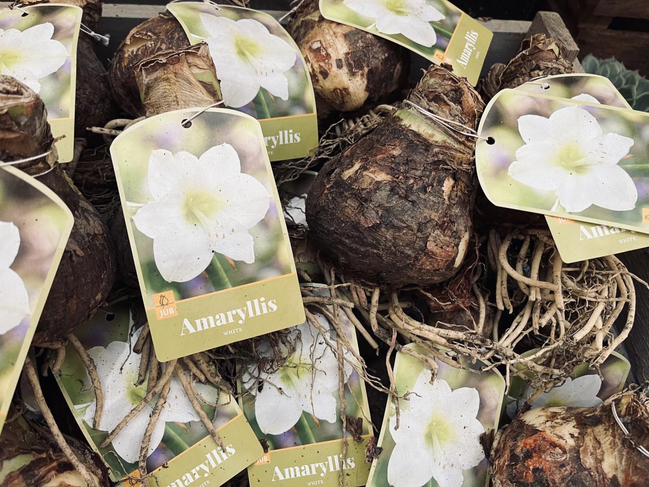 Bloembollen 50% korting