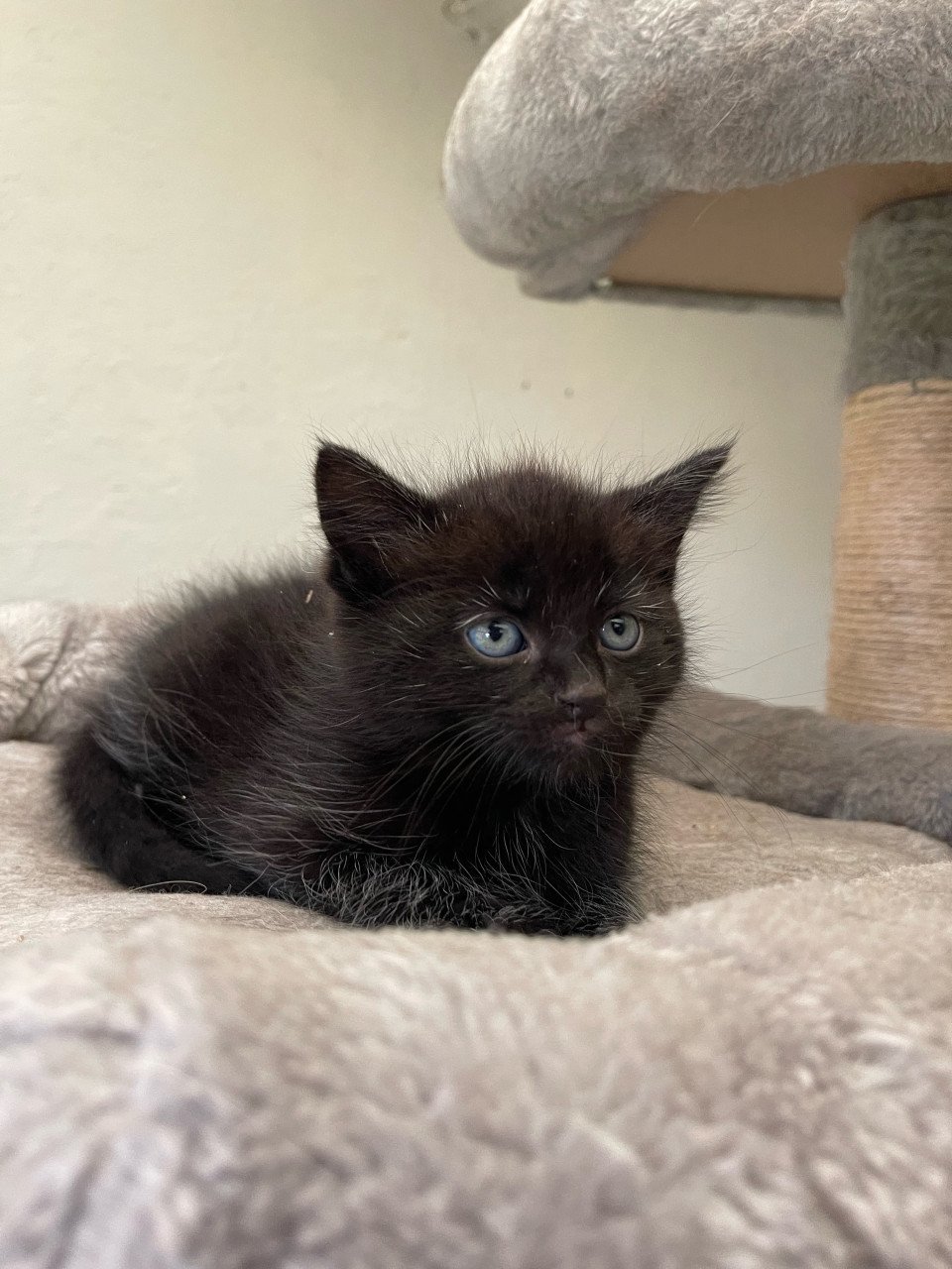 Langharige kitten