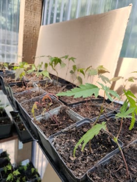 Japanse esdoorn zaailingen Acer palmatum boompjes
