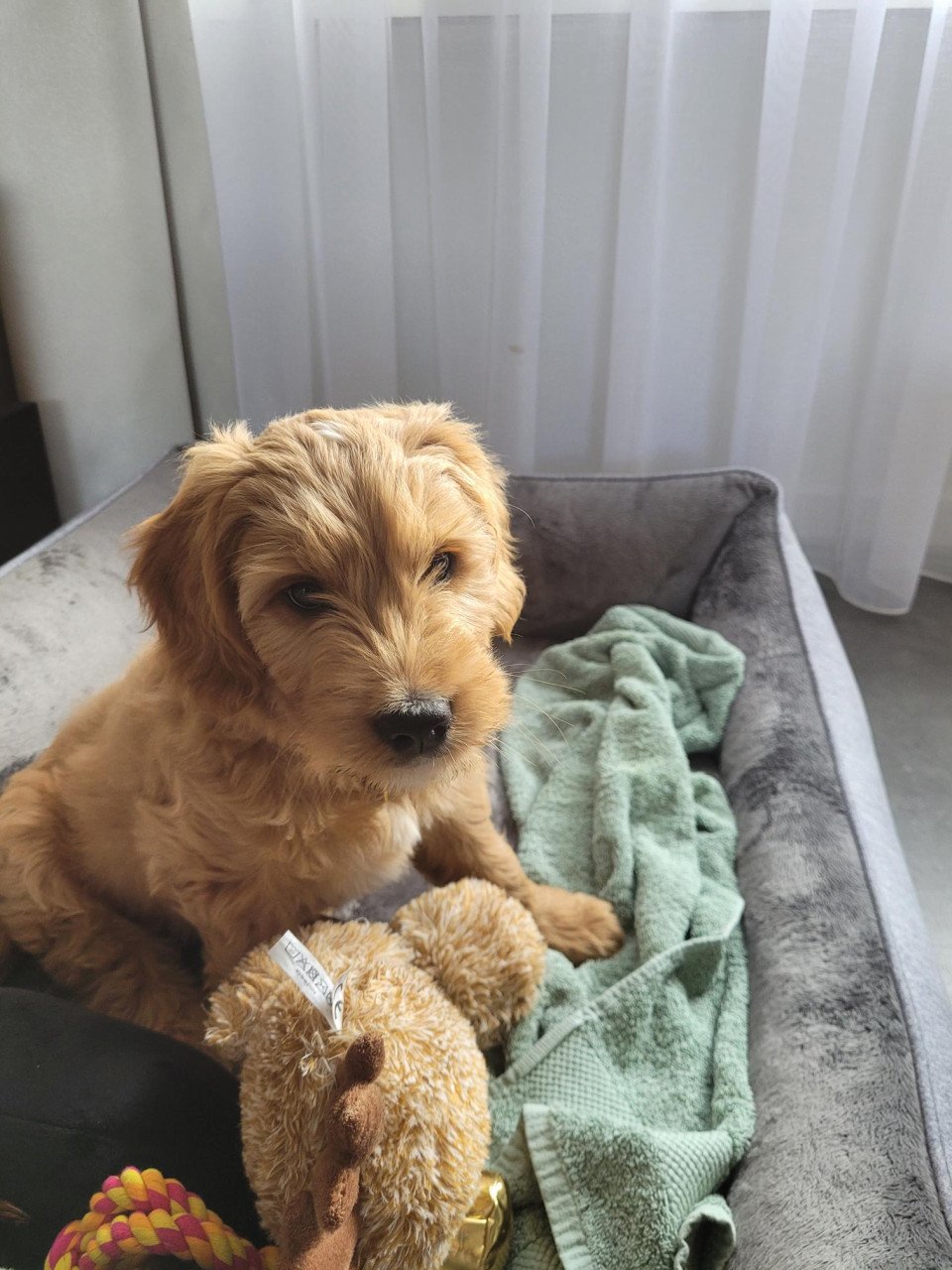 Golden Doodle pup