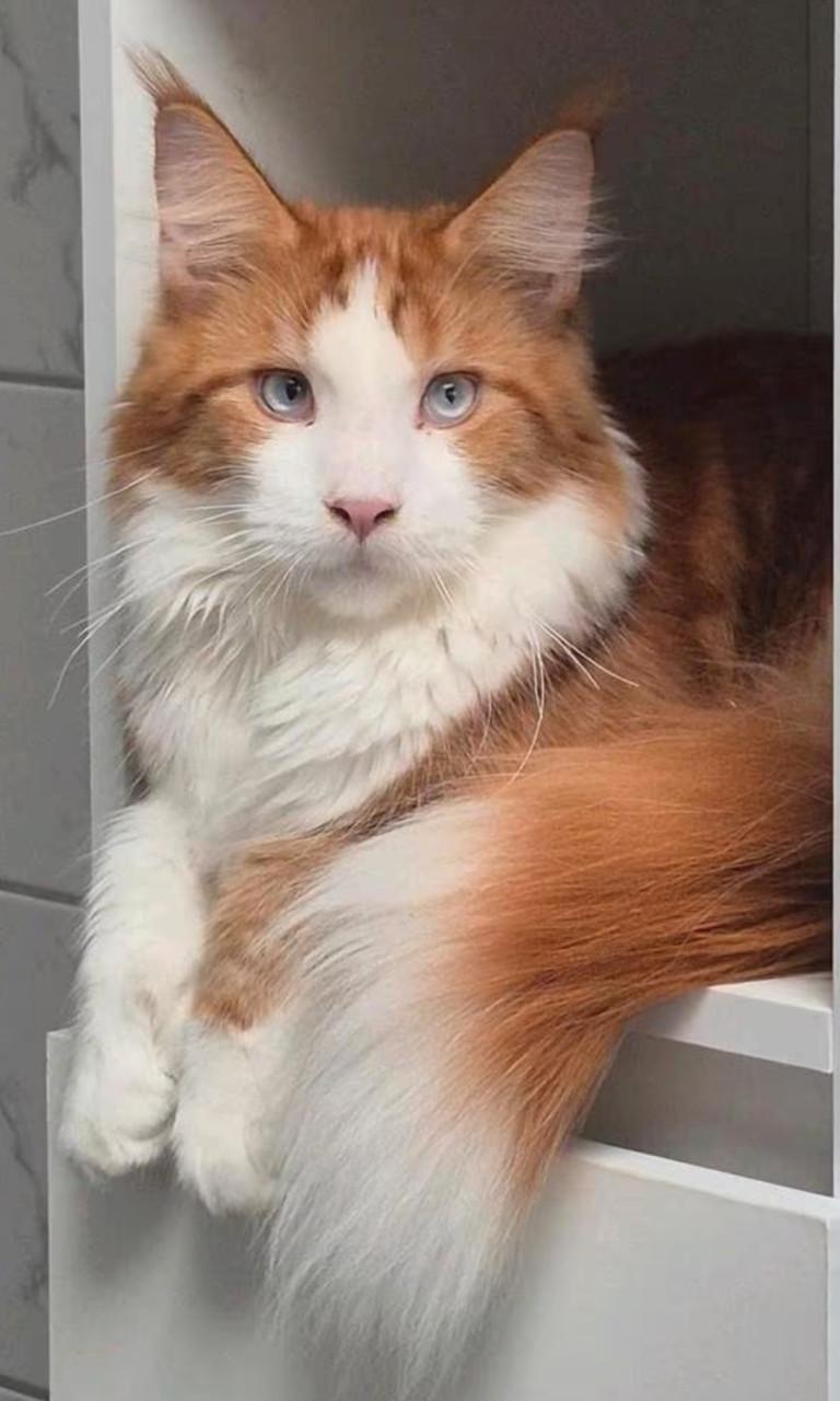 Prachtige blauw oog polydactyl dekkater