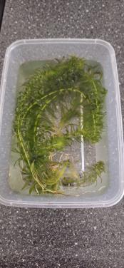 Waterpest aquariumplant