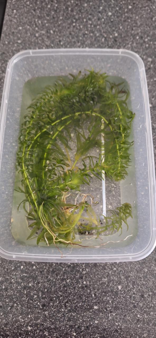 Waterpest aquariumplant