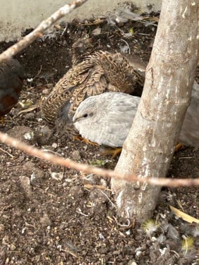 Chinese dwergkwartel. 2 keer hen wildkleur.