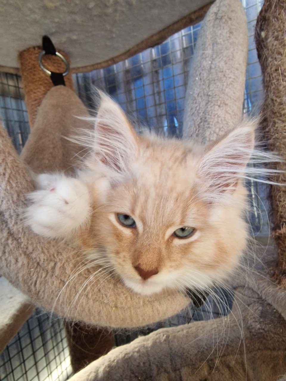 Te koop mooie lieve stoere Maine Coon katertje