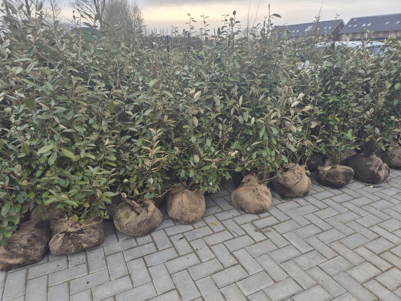 Olijfwilg haagplanten uit de volle grond