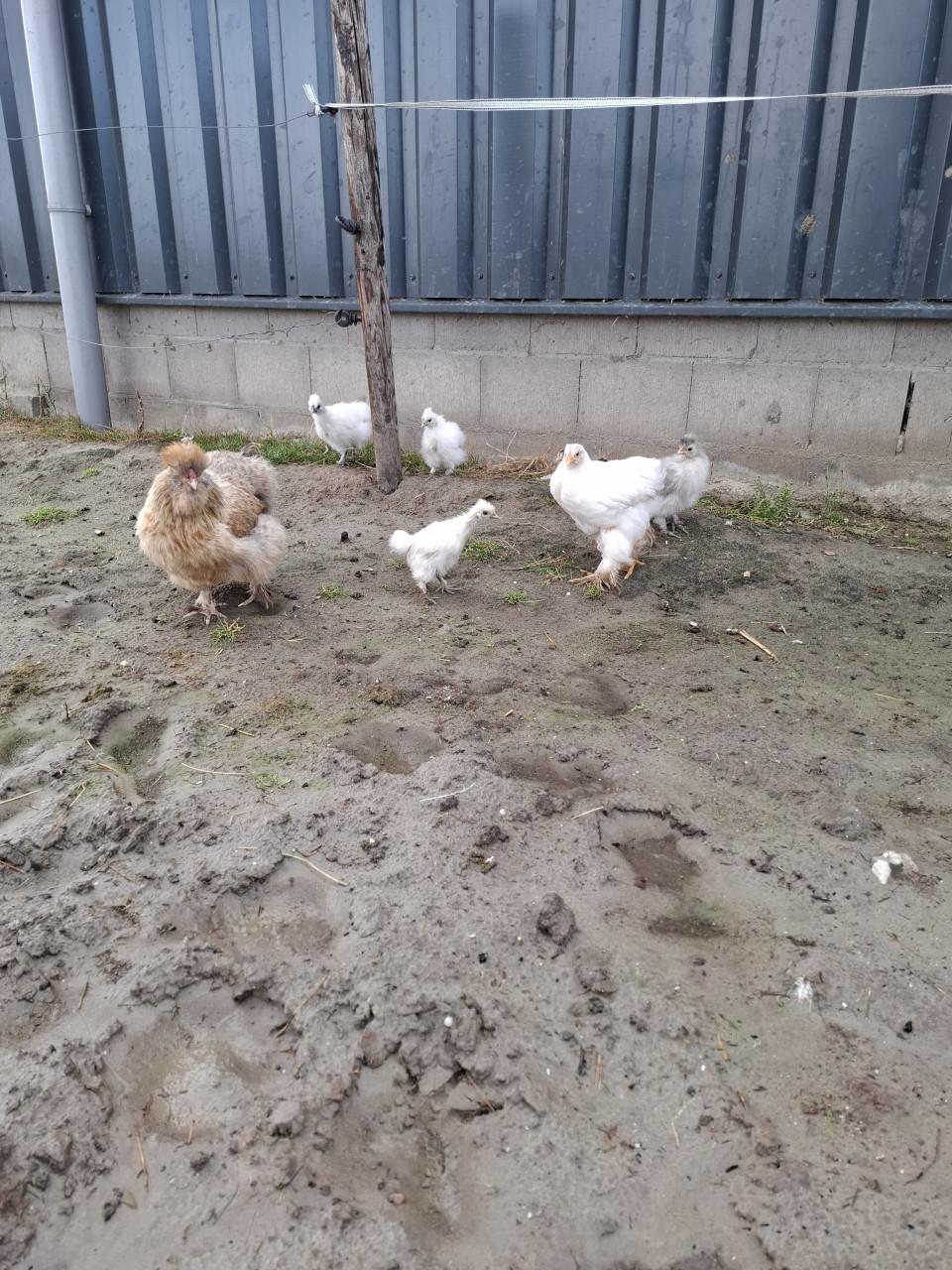 Jonge hennetjes te koop
