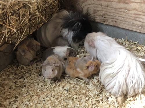 Cavia’s!!!