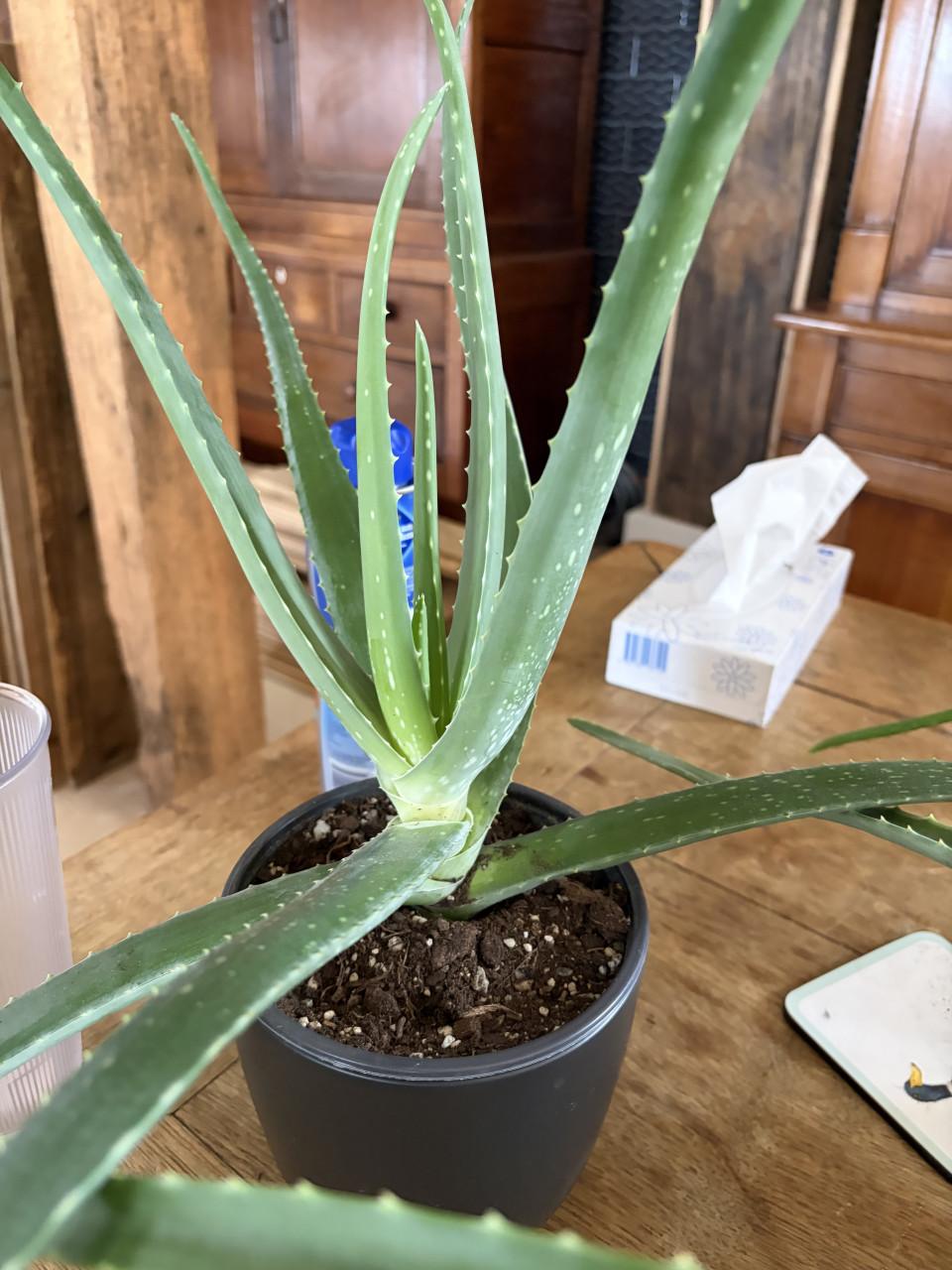 Aloe vera kamer plant