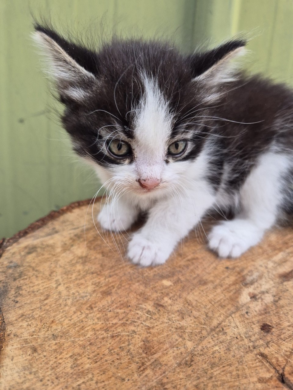 Kittens