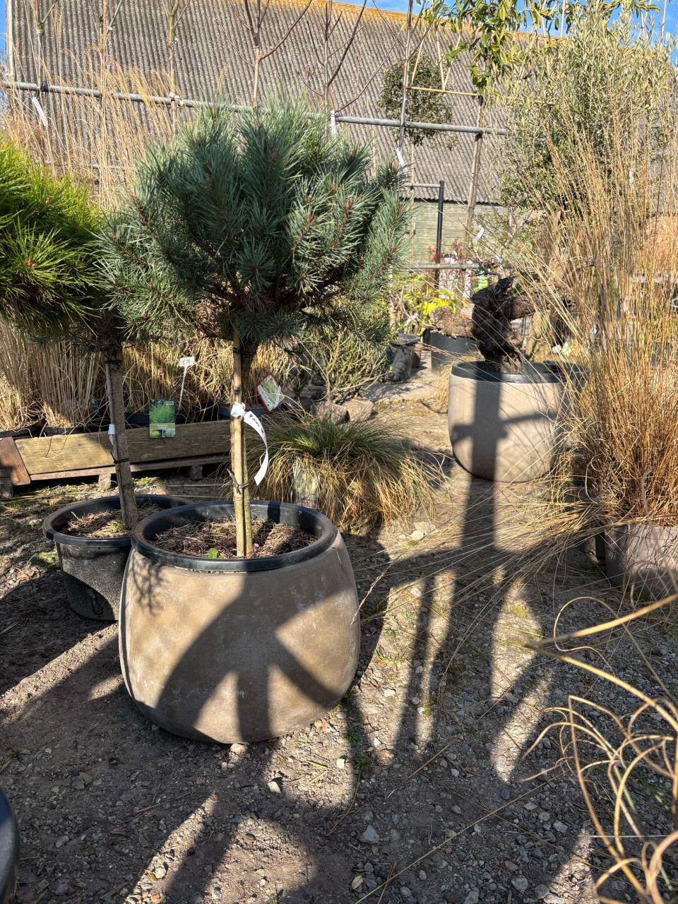 PLANTENKWEKERIJ ‘t GROENE LAND
