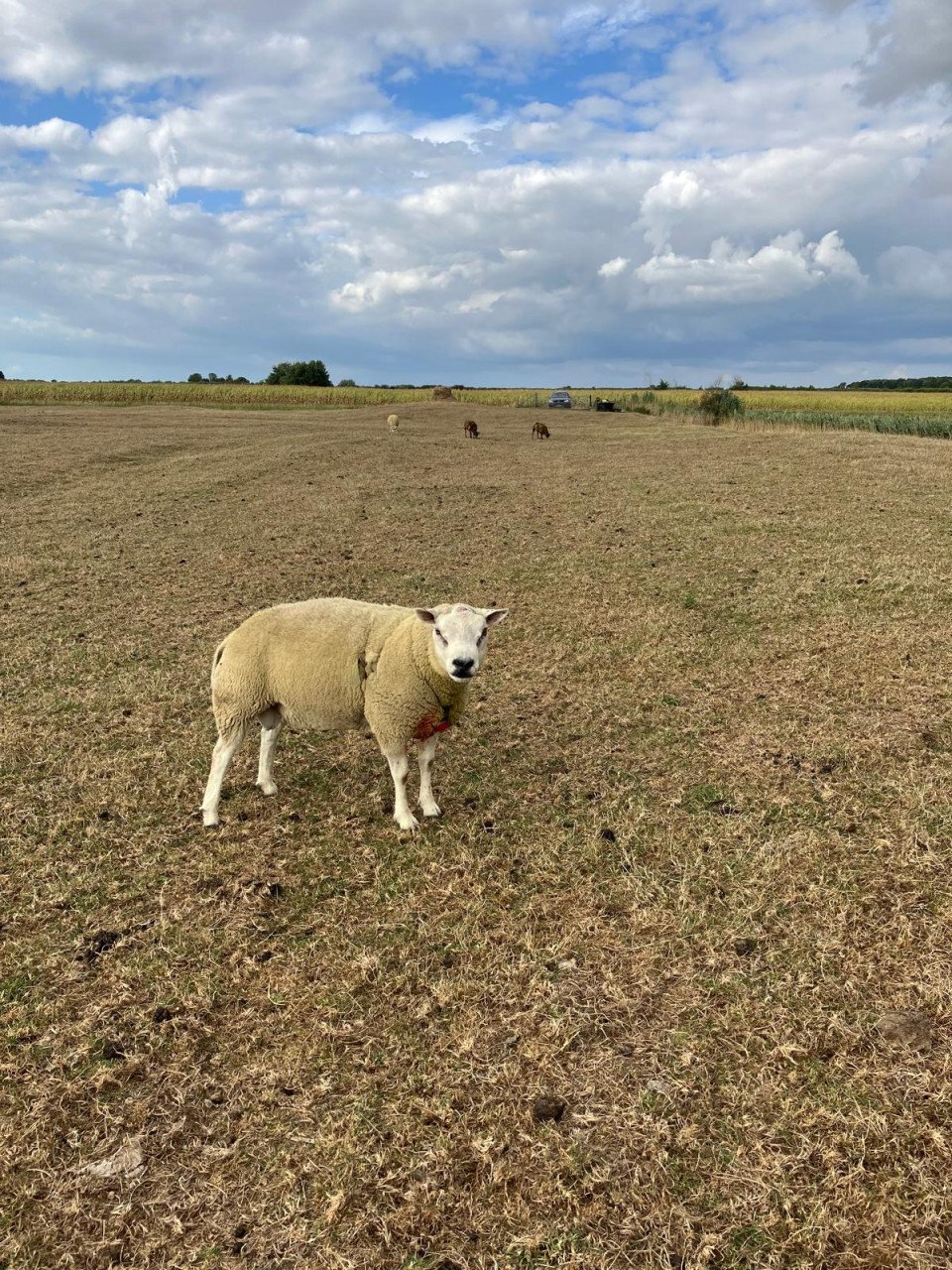 2 texelaar dekrammen te koop
