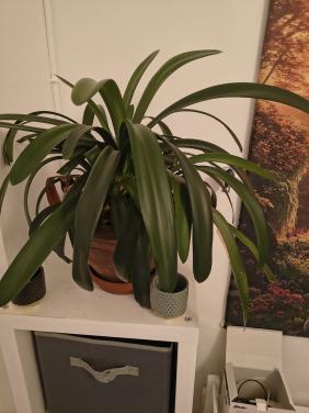 Plant met pot