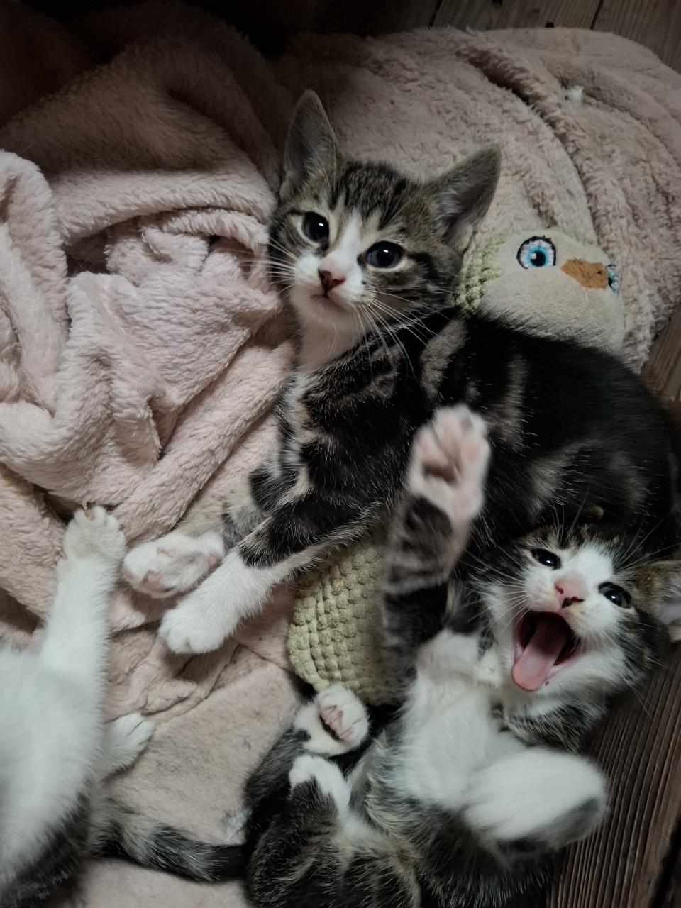Kittens