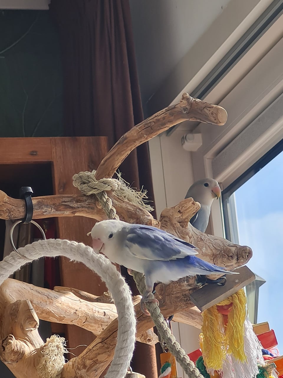 Agapornis Roseicollis