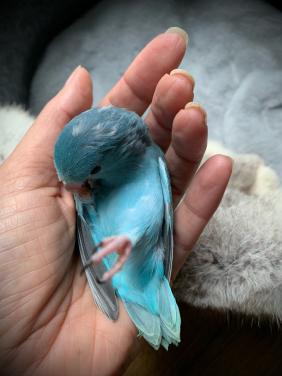 Forpus Baby’s net uit het nest