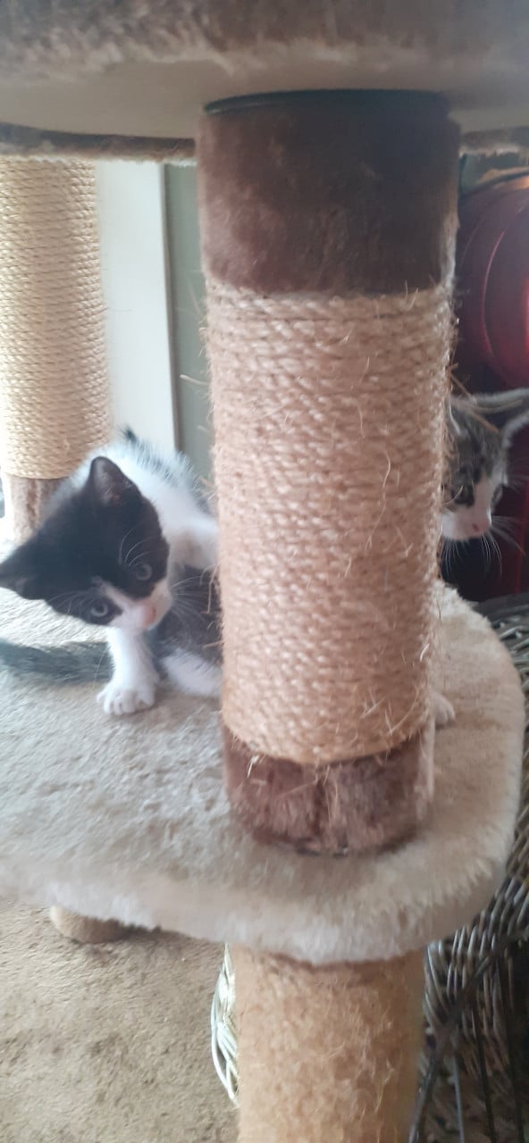 Lieve aanhankelijke kittens ❣