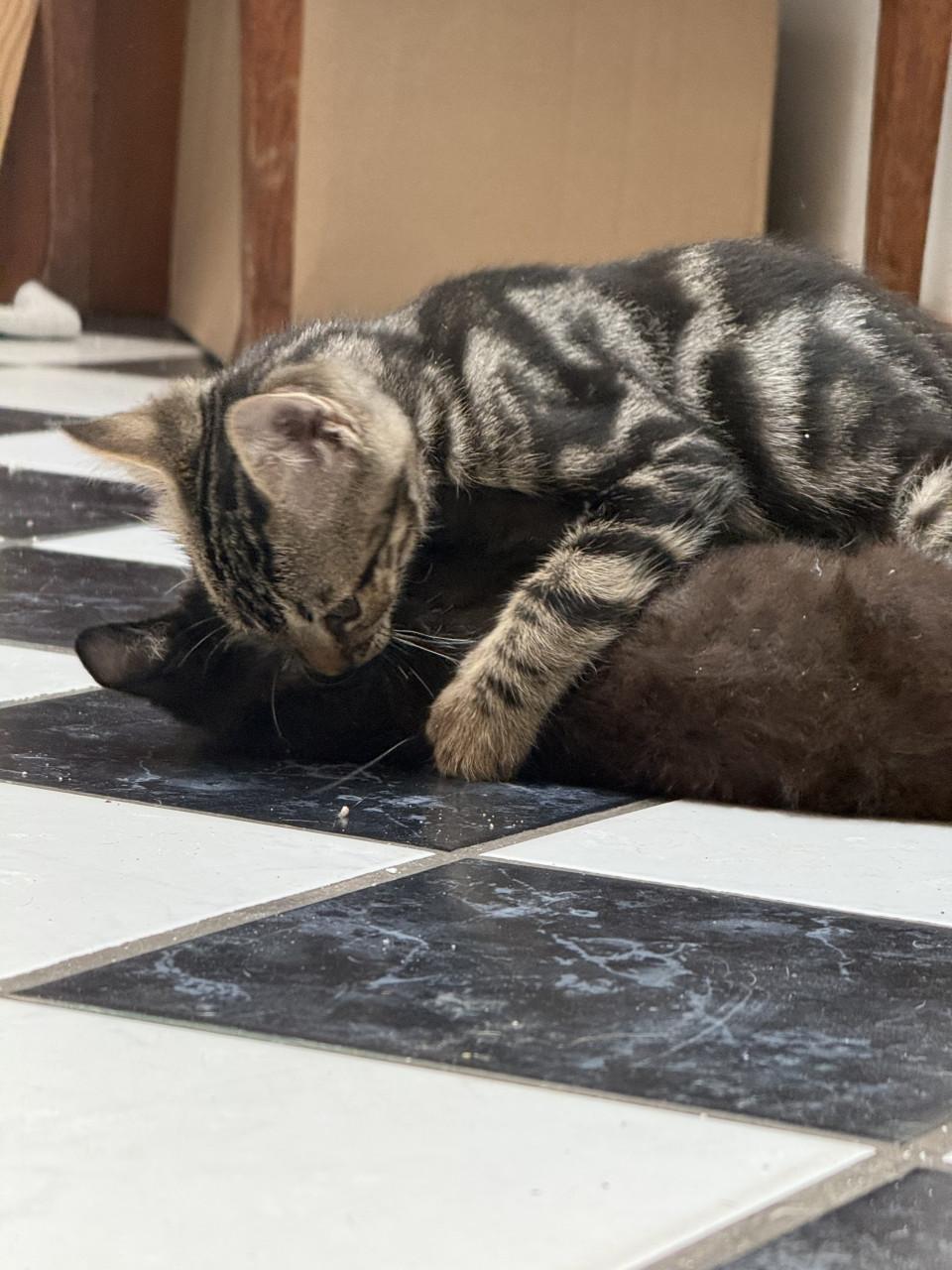 Kittens