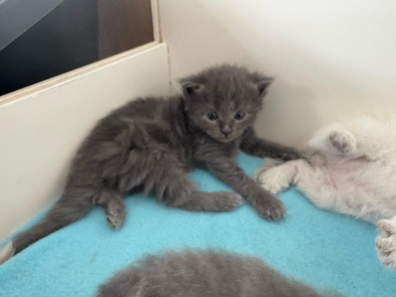 Ragdoll x Nebelung kittens katertjes en poesjes beschikbaar