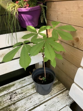 Jonge kastanjeboom (2 jaar)
