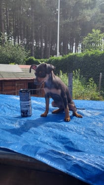 Dwergpinscher