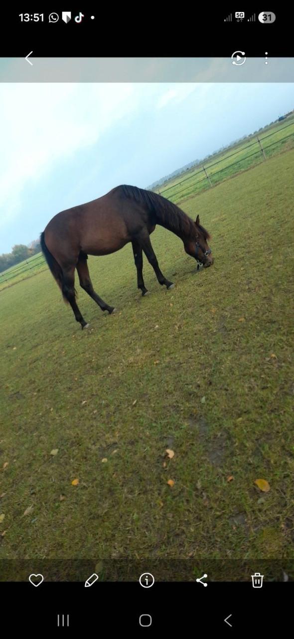 SPOED veulen te koop