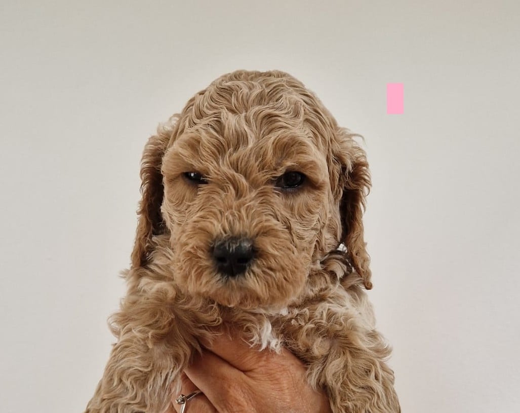 Lieve Australian Labradoodle pups zoeken hun gouden mandje!