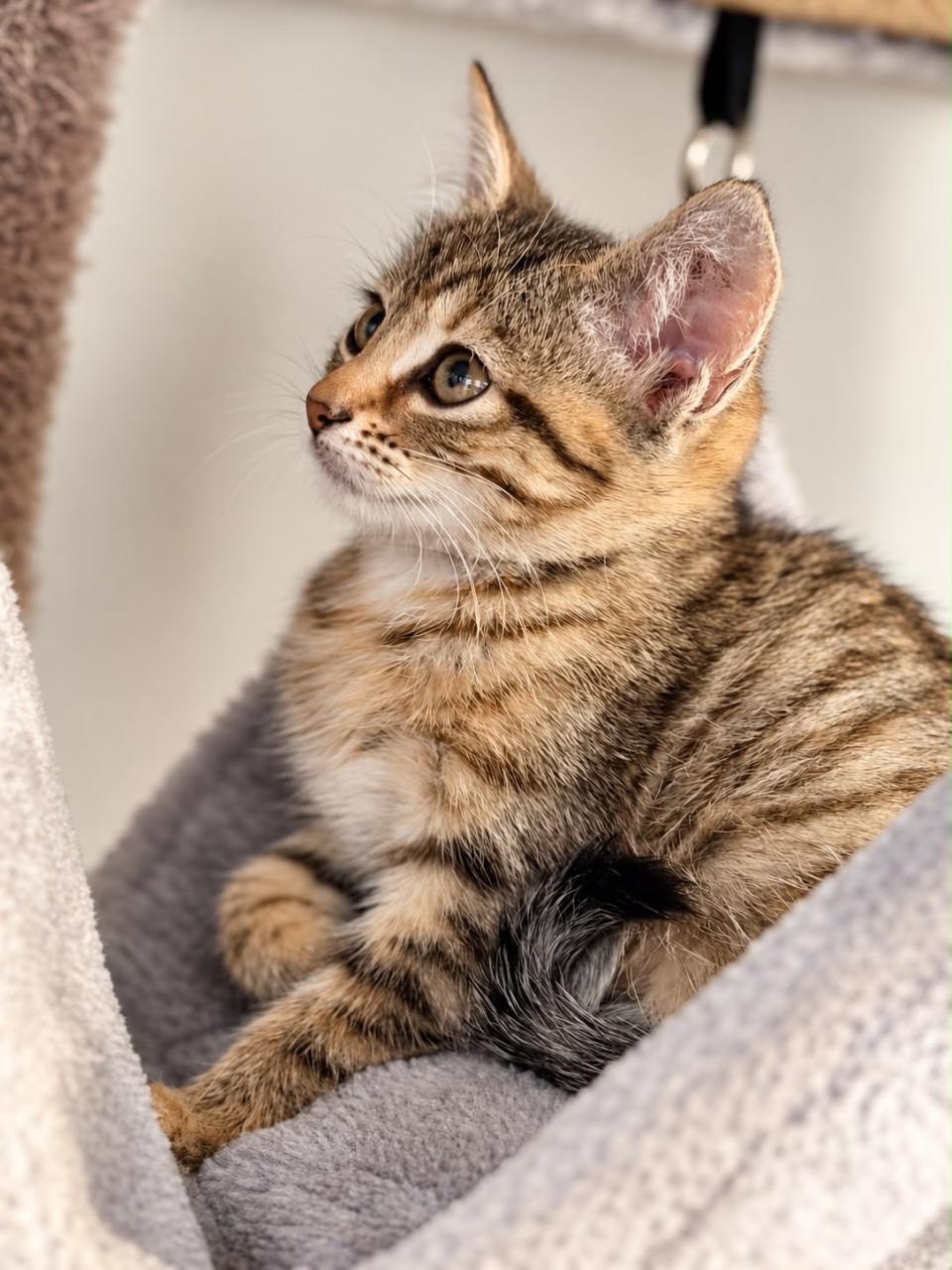 Lieve kittens