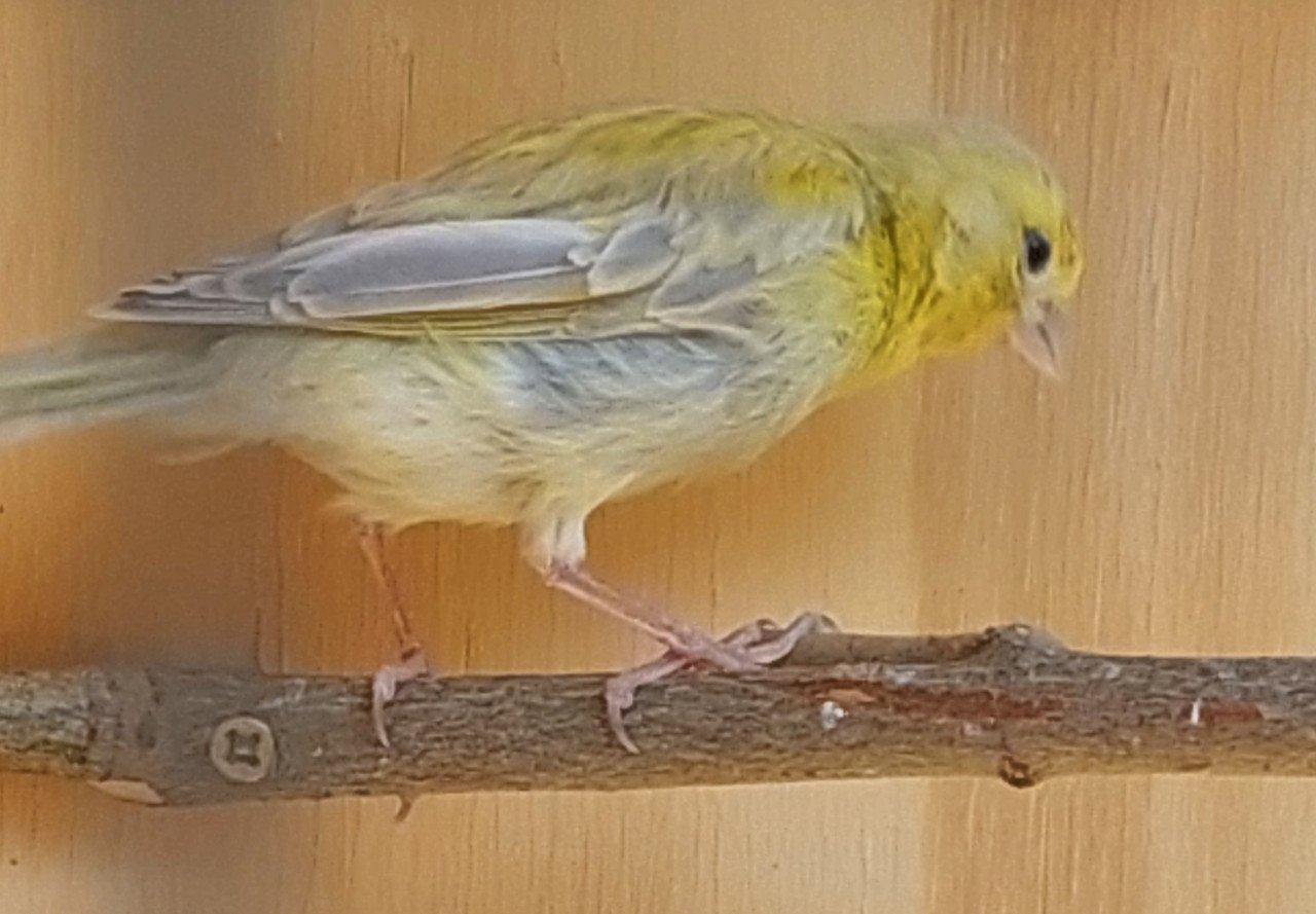 Kanarie