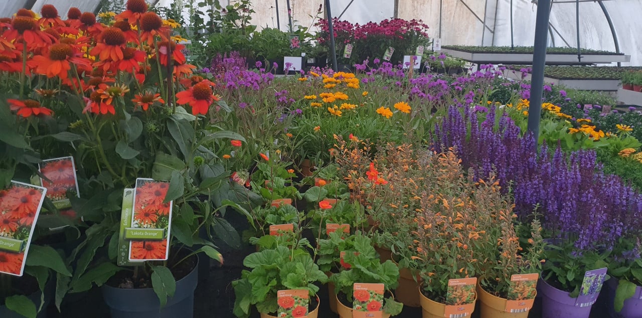 Tuinplanten OUDELANDE