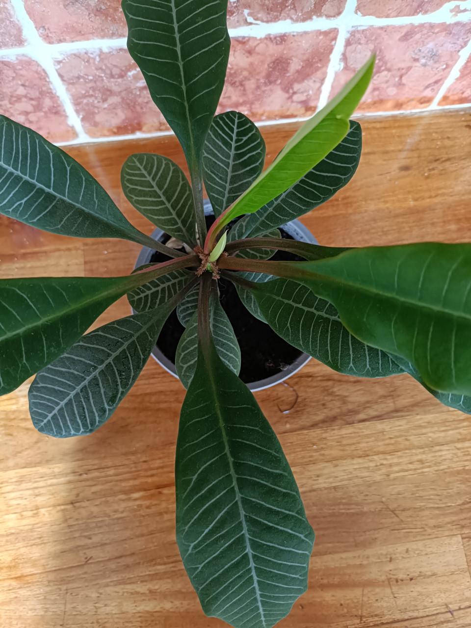 Madagascar Jewel plant binnen