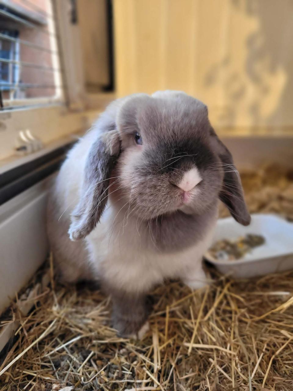 Lieve Minilops