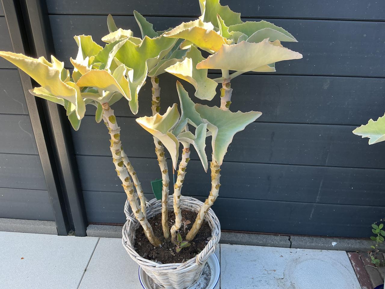 Kalanchoe Beharensis