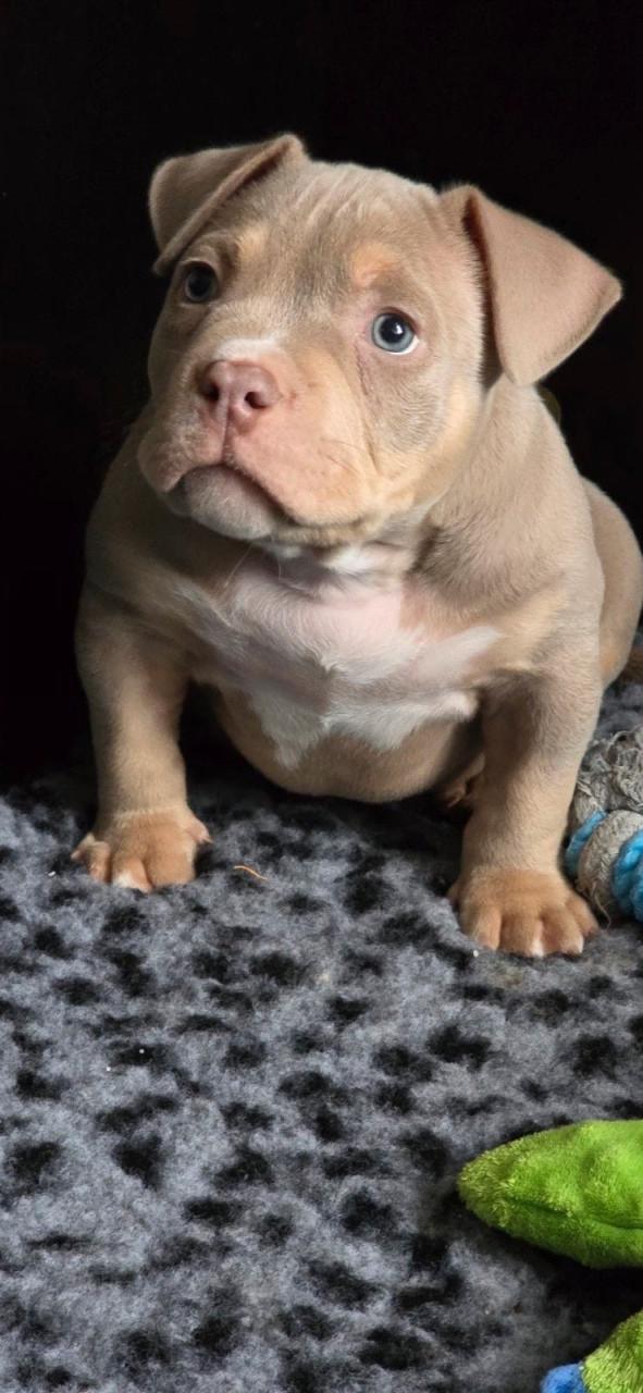 Micro extreem bully pup met stamboom mag verhuizen