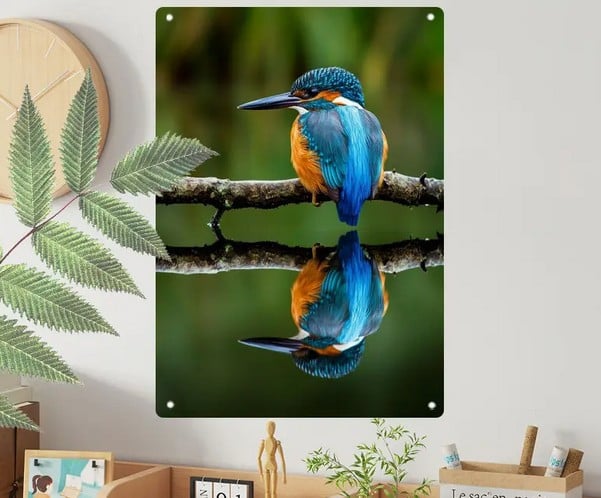 Reflectie ijsvogel ( nieuw + op aluminium )