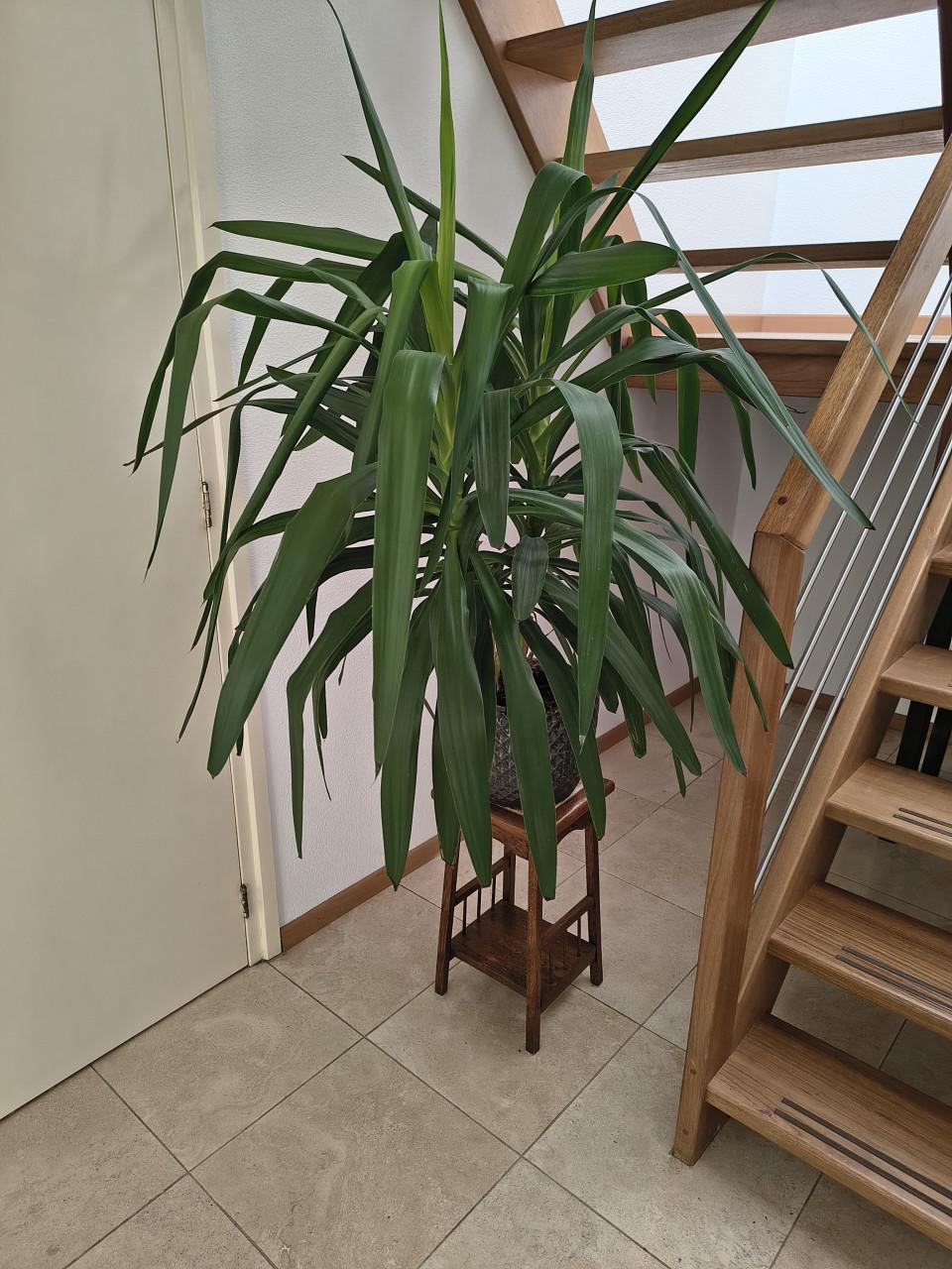 Yucca kamerplant