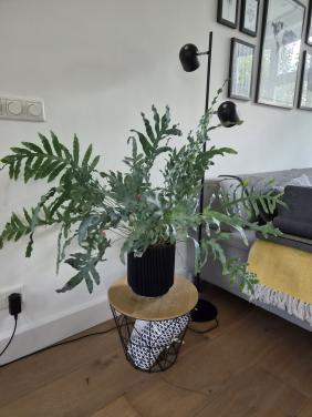 Kamerplant Blauwvaren