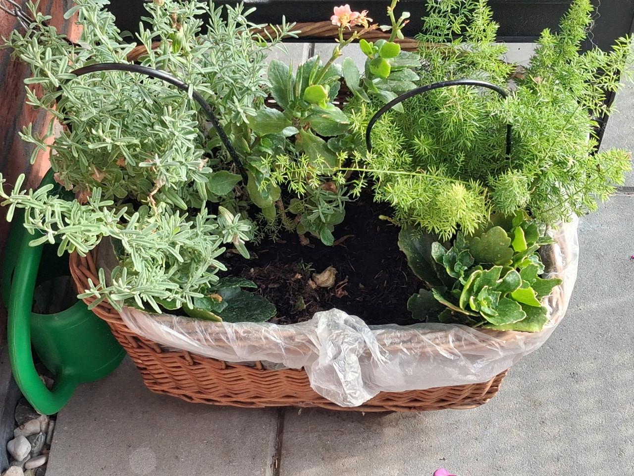 Gratis mand met planten op