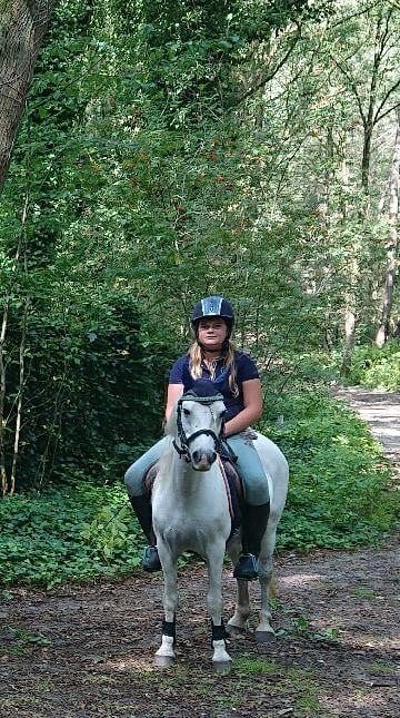 Lieve welsh-B pony